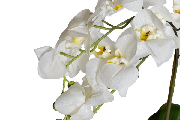 Орхидея белая в горшке 29BJ-170-13